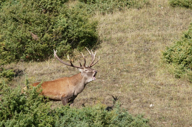 Un''arena molto contesa